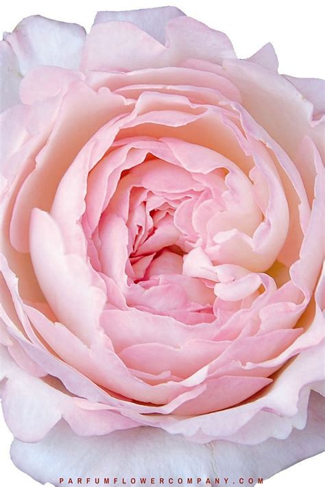 David Austin Wedding Rose Keira Parfum Flower Company