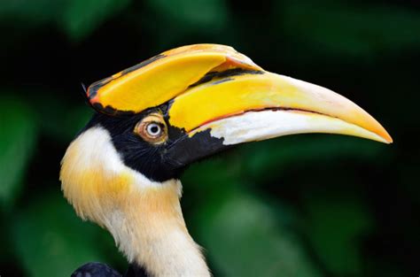 Great Hornbill Stock Photo Download Image Now Istock