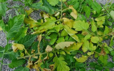 Why Are My Tomato Plant Leaves Turning Yellow