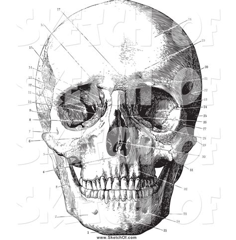 Anatomical Skull Drawing At Explore Collection Of