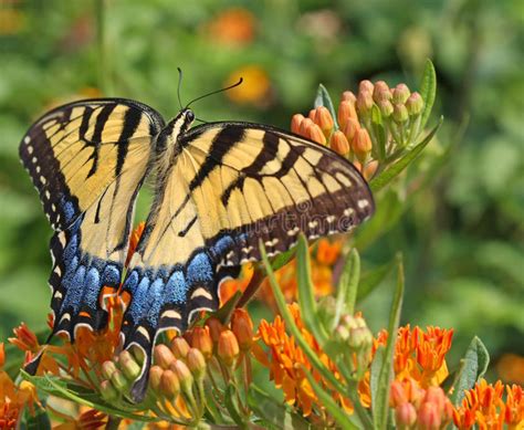 Farfalla Orientale Di Tiger Swallowtail Immagine Stock Immagine Di
