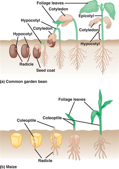 Seed Germination Labeled Diagram