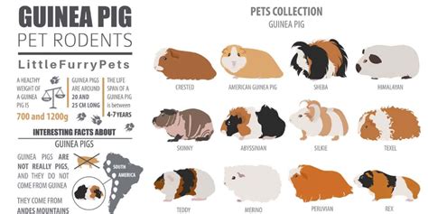 Guinea Pig Breeds The Ultimate List With Pictures And More