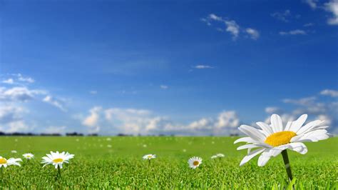 If you're in search of the best sky blue backgrounds, you've come to the right place. Beautiful white flowers in fields with blue sky background ...