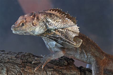 Uncover The Mystery Of The Frilled Lizard Real Prehistoric Dragons