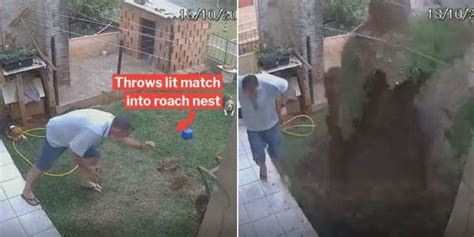 Brazilian Man Was So Bent On Killing Cockroaches He Blew Up His