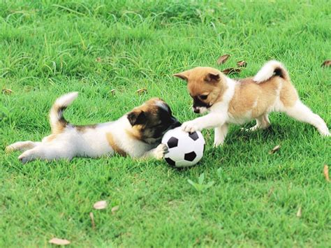Puppies Playing Soccer Really Cute Dogs Puppies Really Cute Puppies