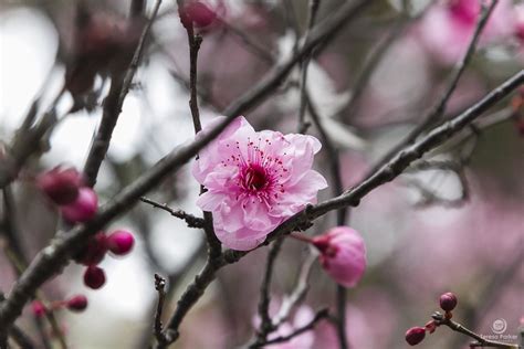 Cherry Blossom Festival Sydney Sydney S Auburn Botanic Gar Flickr