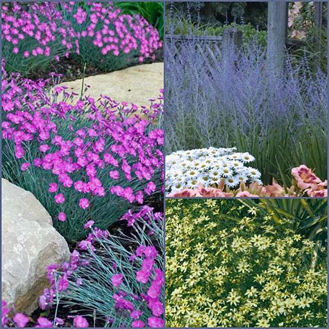 Sage is resistant to deer nibbles. Pink Flower Dianthus, Blue-Spiked Perovskia And Cheerful ...