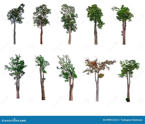 Collection Of Trees Trees Isolated On White Background With Clipping