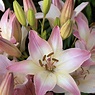 7 Lily Types to Grow in the Garden
