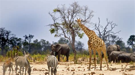 Wildlife In Serengeti Serengeti National Park Serengeti Safaris Tours