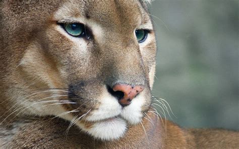 Cougar Wallpapers Top Free Cougar Backgrounds Wallpaperaccess