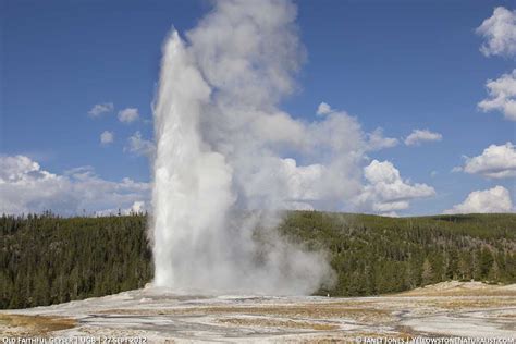 Get To Know Old Faithful Geyser Yellowstone Naturalist