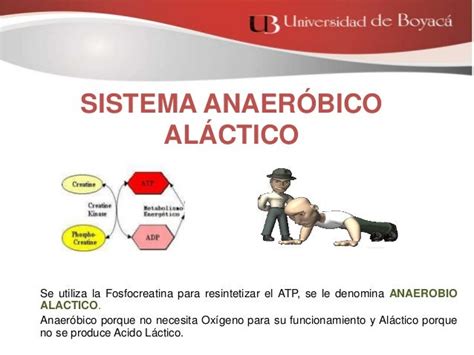 Download Sistema Anaerobico Alactico Pics Simbolo