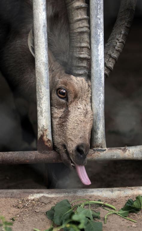 Animals At Gazas Zoos Die Of Hunger Diseases Orange County Register