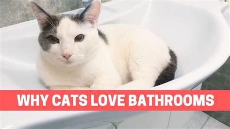 Why Are Cats Always In The Bathroom Reasons Your Cat Follows You To The Bathroom Youtube