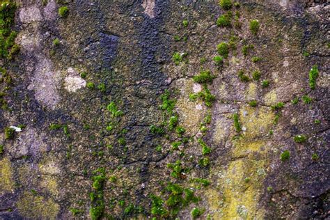 Concrete Wall Covered With Green Moss Stock Image Image Of Wall