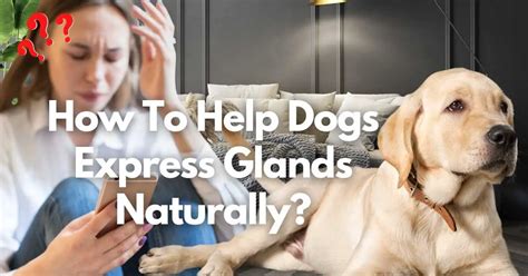 How To Help Dogs Express Glands Naturally 10 Ways Extensive Guide