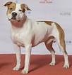 American Staffordshire Terrier — Wikipédia