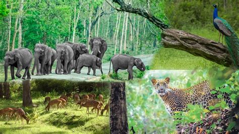Mudumalai Tiger Reserve Tamil Nadu Aryan Go