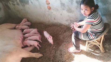 Piglets And Mama Pig Youtube