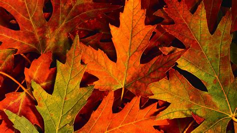 Desktop Wallpaper Autumn Leaves 65 Images