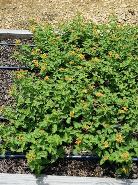 Lantana Luscious Marmalade Truck Crops Trial Garden