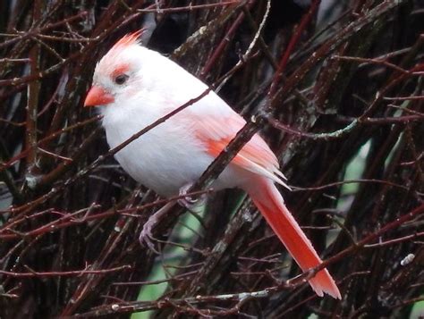 Photo Rare Albino Cardinal Albino Animals