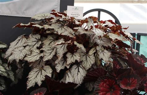 Foliage Begonias May Be A Big 2015 Trend Spring Trials Greenhouse