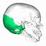 Occipital Bone Posterior Part Of The Cranial Skull  Major Features