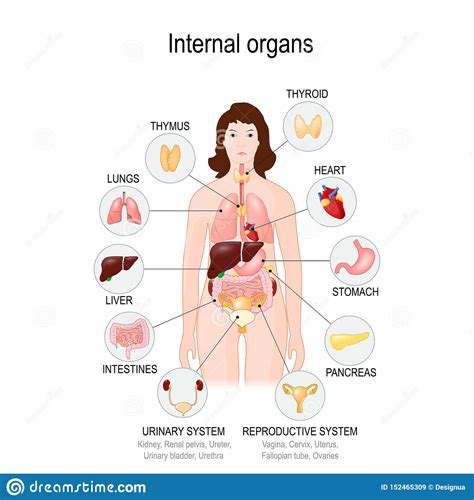 Illustration of woman\'s internal organs. Internal Organs Of The Human Body Stock Vector ...