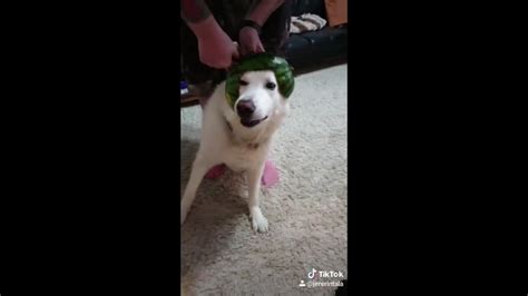 Guy Makes His Dog Wear Helmet Made Out Of Watermelon Youtube