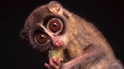 The Slow Loris Is A Cuddly Looking Primate With A Toxic Bite Howstuffworks