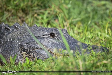 Florida Alligators January 2015 Gator Eyes Royal Stock Photo