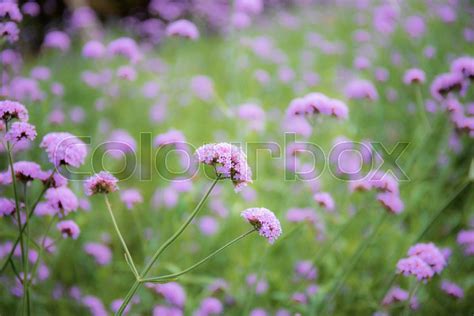 Purple Flowers In Winter With The Stock Image Colourbox