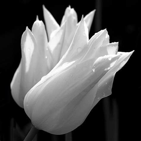 Sunlit White Tulips By Rona Black White Tulips Tulips Fine Art Prints
