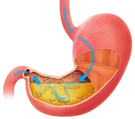 Las 12 Partes Del Sistema Digestivo Características Y Funciones