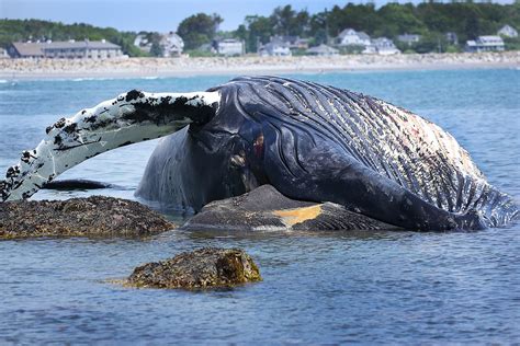 The humpback whale (megaptera novaeangliae) is a species of baleen whale. Surge in humpback whale deaths investigated - News ...