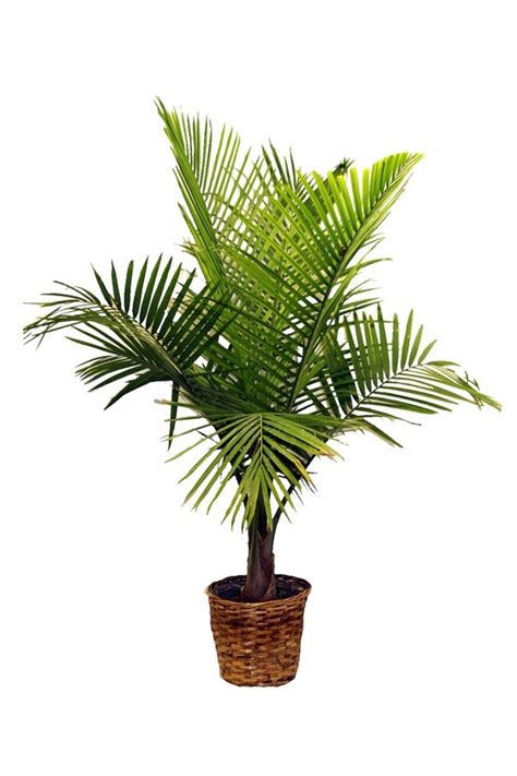 See more ideas about indoor palms, indoor palm trees, plants. Palm species as house plants - hardy, exotic solutions ...