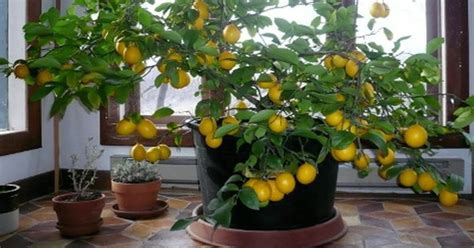 How To Grow A Lemon Tree From Seed Easily In Your Own Home