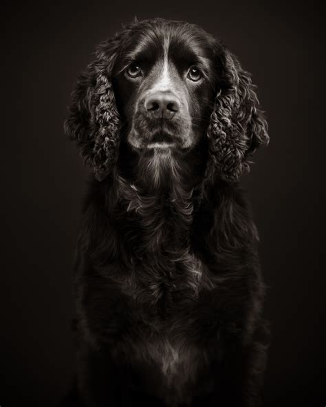 Award Winning Studio Dog Portrait Mastering Portrait Photography