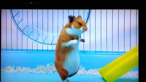 Hamster Advert Free Radio 1080p Youtube