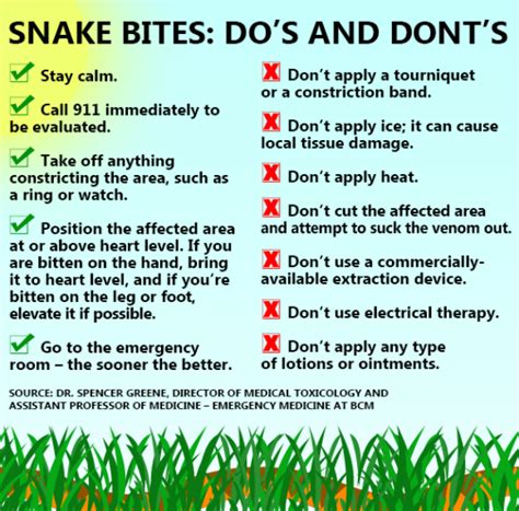 Snake Bite Treatment What To Do And Not Do In The Event Of A