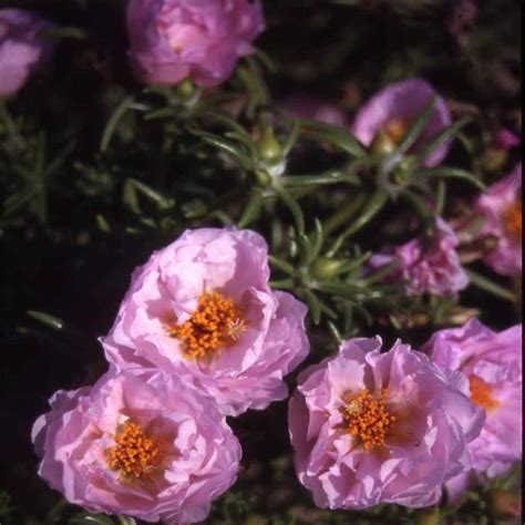 Drought Tolerant Pink Moss Rose Portulaca Ground Cover Plant Seeds