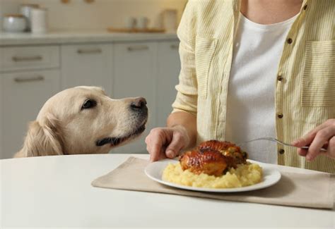 5 Ways To Deal With Your Dog Begging For Food Perfect Petzzz