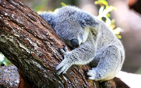 Watch A Baby Koala Attempt To Climb A Tree And Fail Travel Leisure