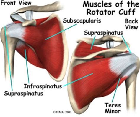 Rotator Cuff Tears Physical Therapist Tips Free Phone Consult