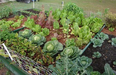 Make The Most Of A Vegetable Patch With A Small Space