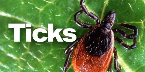 How You Can Help The State Of Vermont Track Ticks